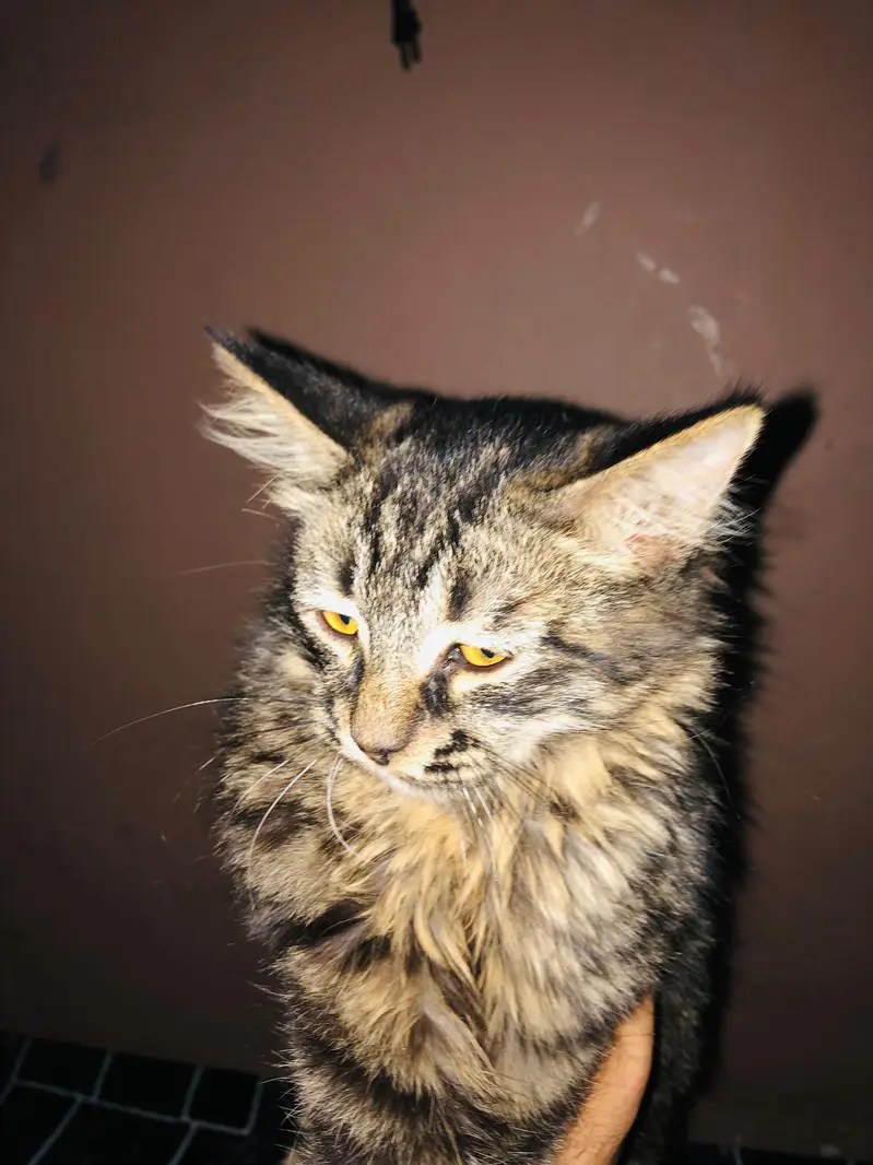 percian male cat  — photo 3