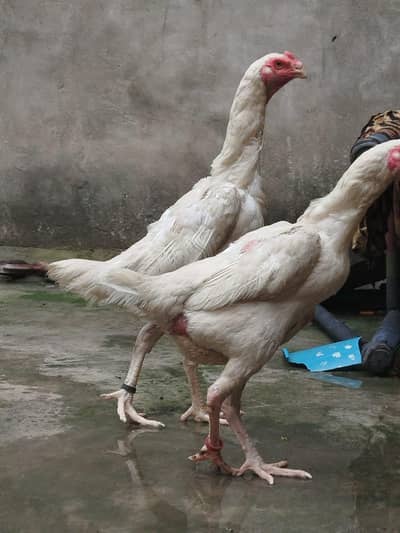 shamo white Aseel females read add