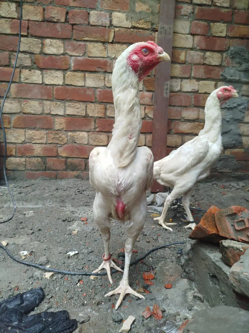 shamo white Aseel females read add — photo 2