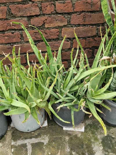 Aloe Vera Plant