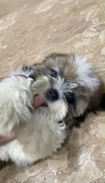 Premium quality thailand imported bloodline shih tzu for sale