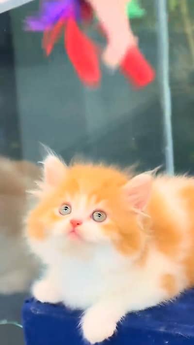 beautiful Persian female for sale 0337/ 63/72/823 only WhatsApp number