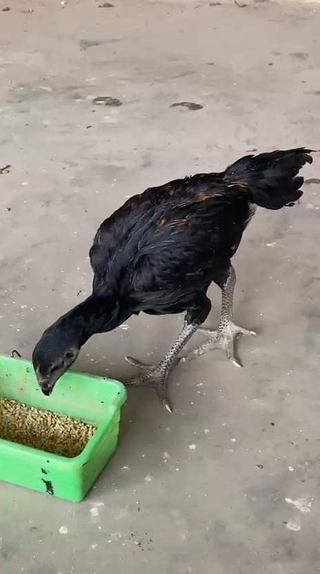 Dragon patha pathiayan 2