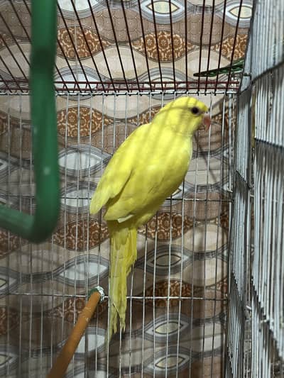Yellow ring neck female
