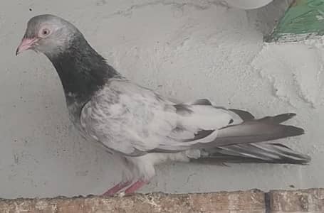 sadhna golden pigeons