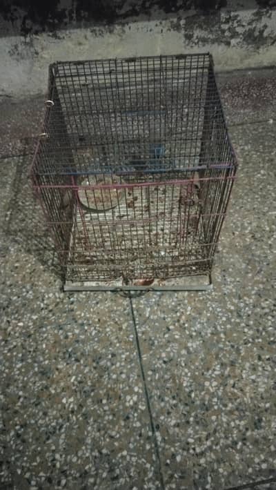 14 Inch Square Cage moti Taar wala