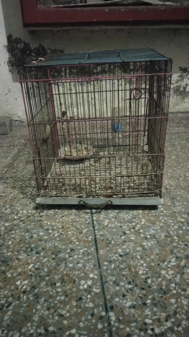 14 Inch Square Cage moti Taar wala — photo 2