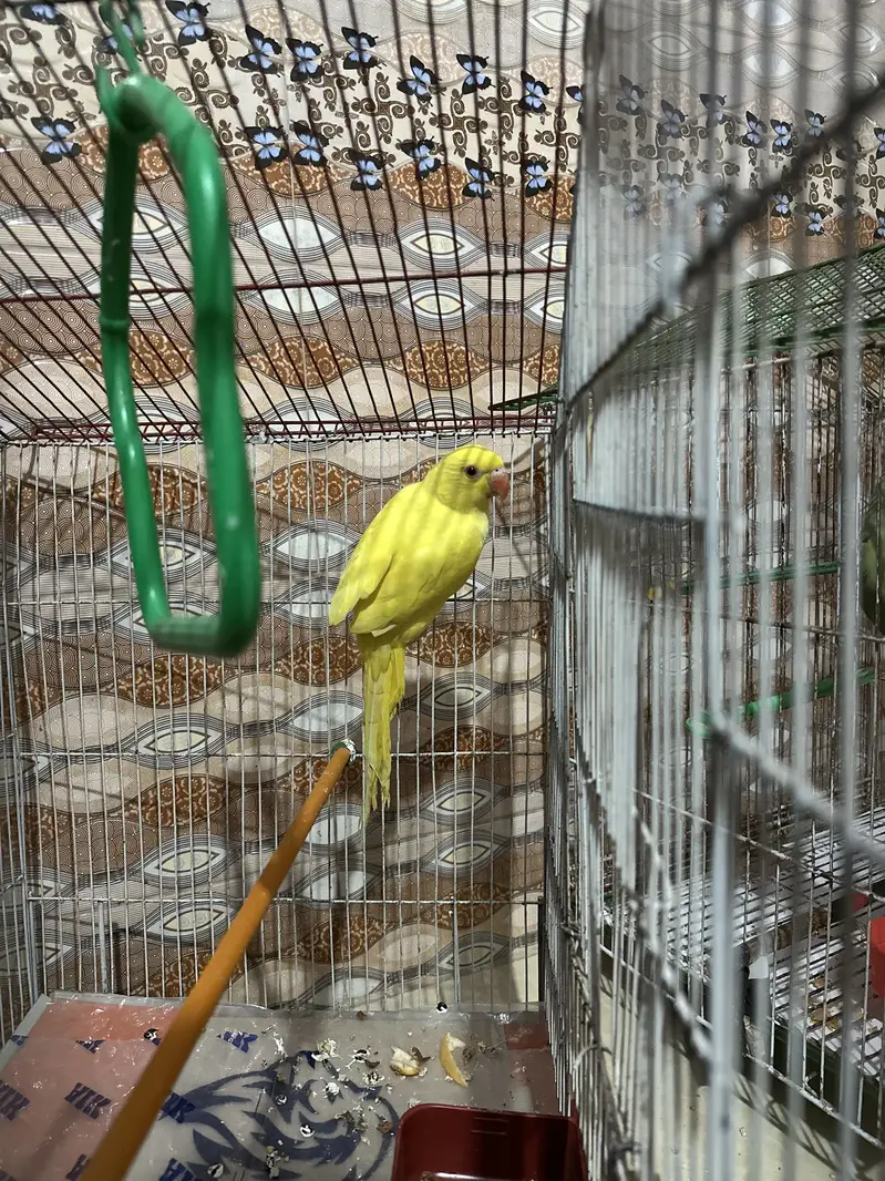 Yellow ring neck female — photo 2