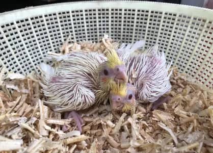 Cockatiel Chicks