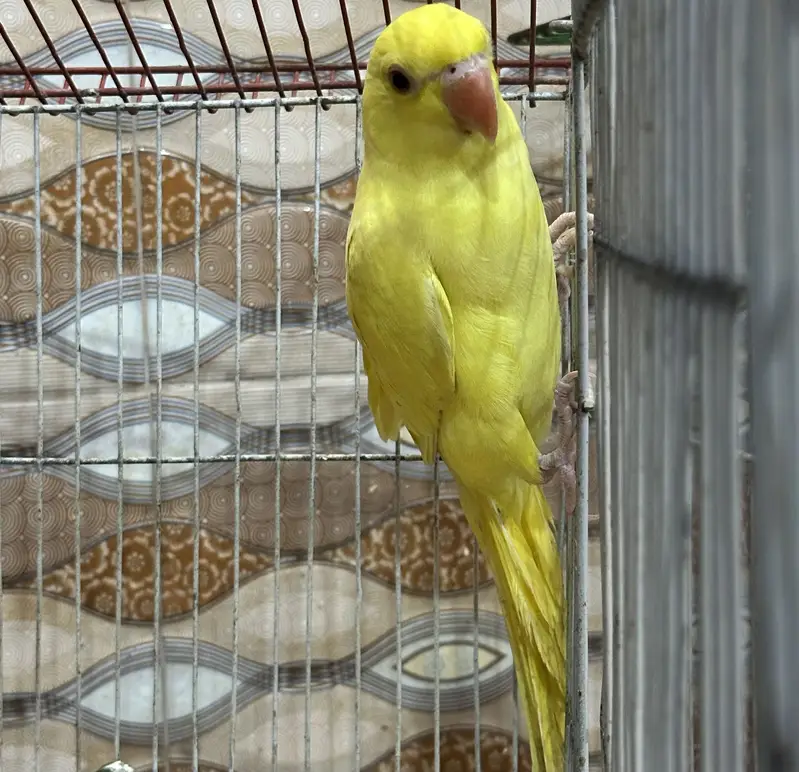 Yellow ring neck female — photo 3