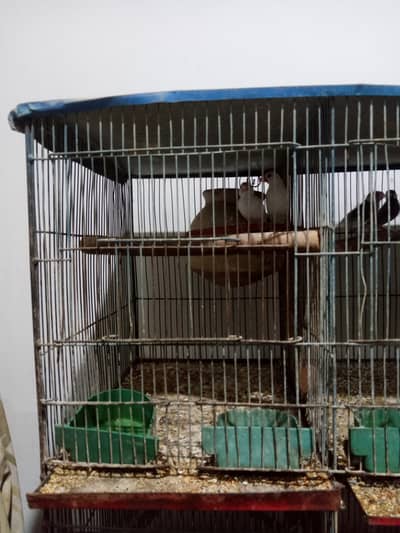 12 portion cage