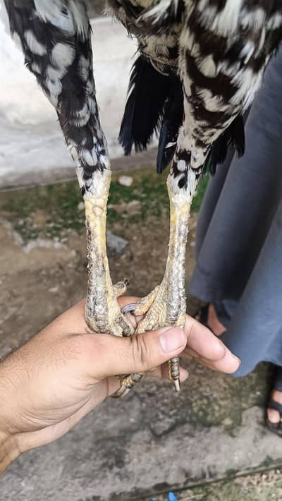 Pakistani aseel