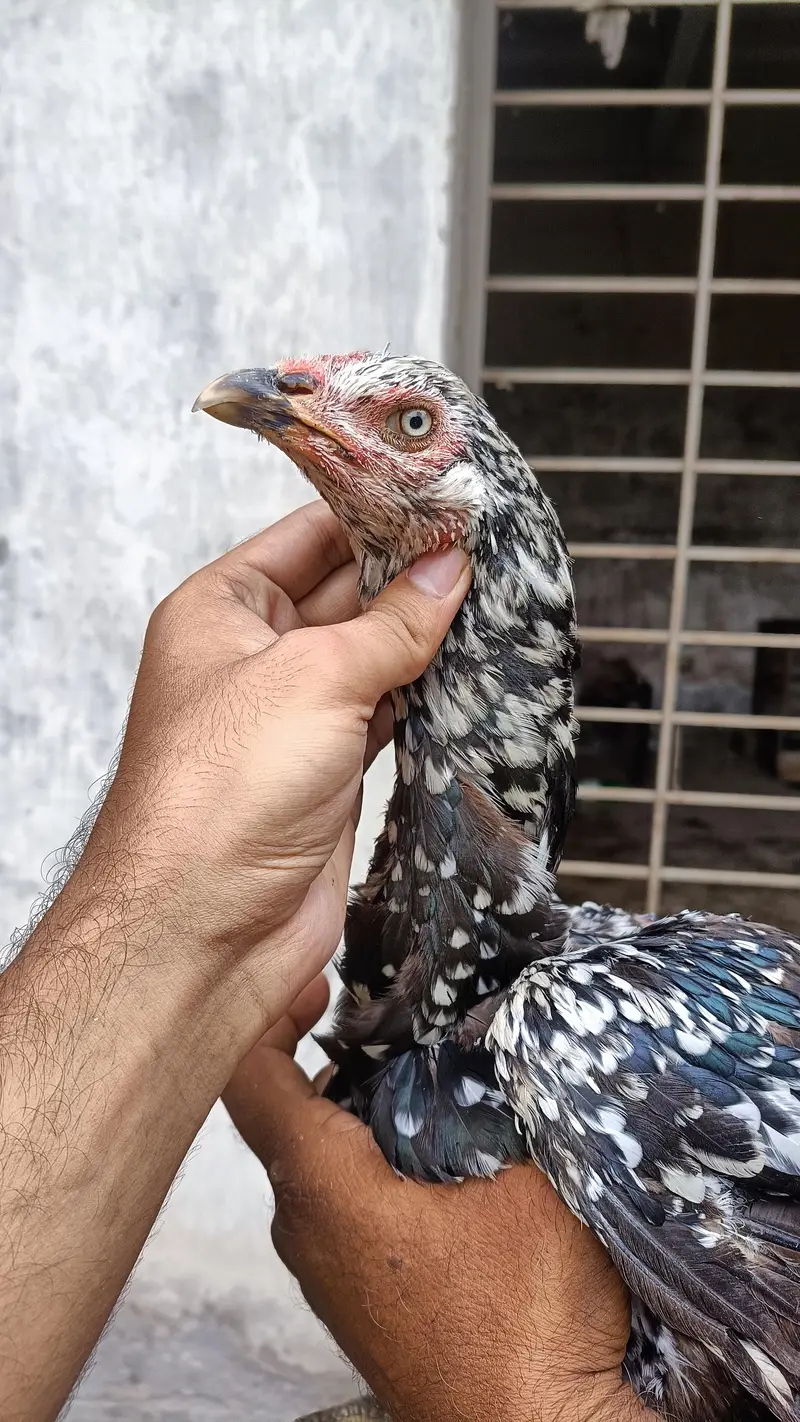 Pakistani aseel — photo 2