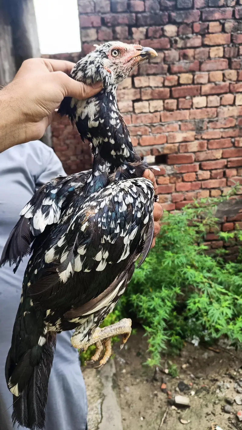 Pakistani aseel — photo 4