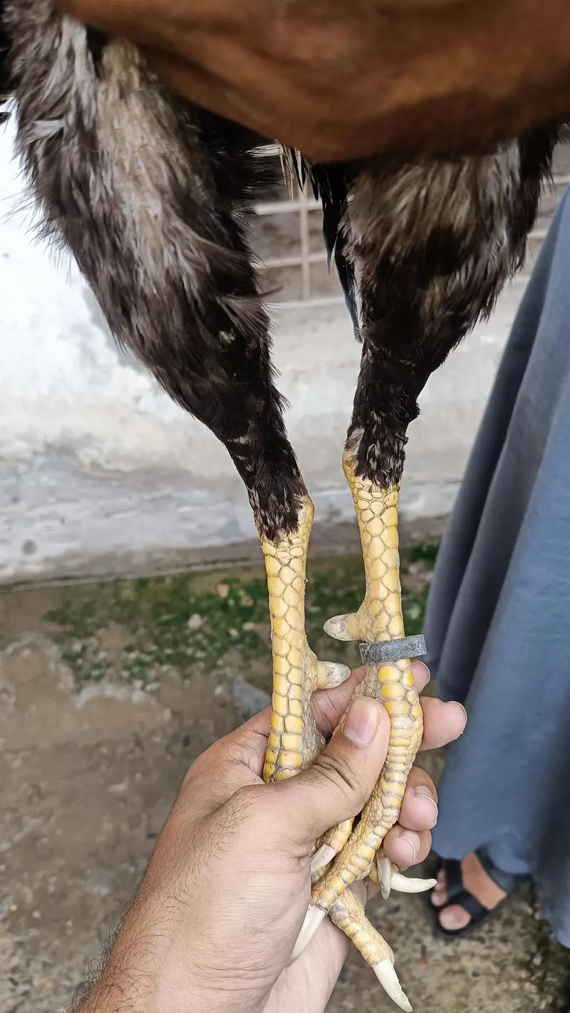 Pakistani aseel — photo 6