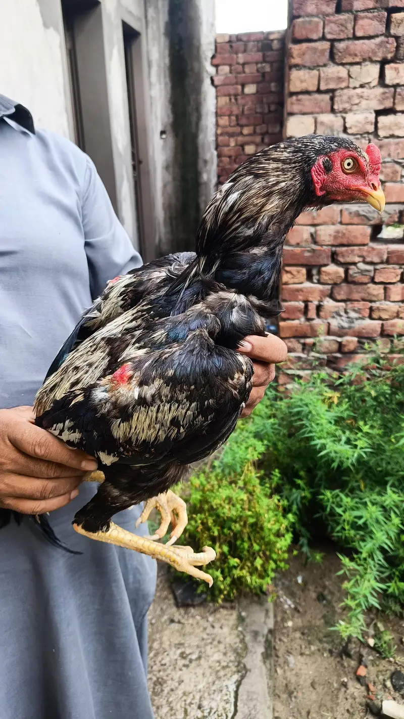 Pakistani aseel — photo 8