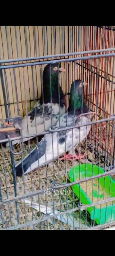 teedy wahshi lalsera  green eyes kabotar for sell contacts 03113107066