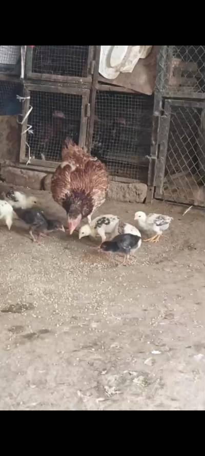 HIGH QUALITY KILO WALI MADI OR 7 CHICKS FOR SALE
