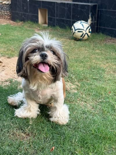 Shih Tzu Pedigree