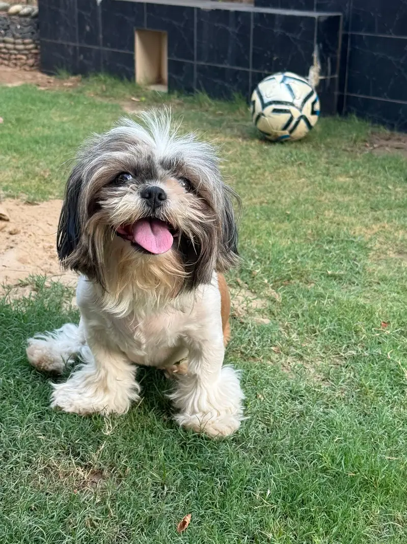 Shih Tzu Pedigree