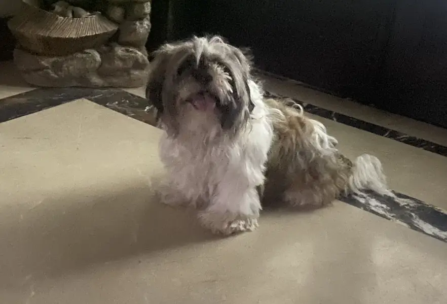 Shih Tzu Pedigree — photo 2
