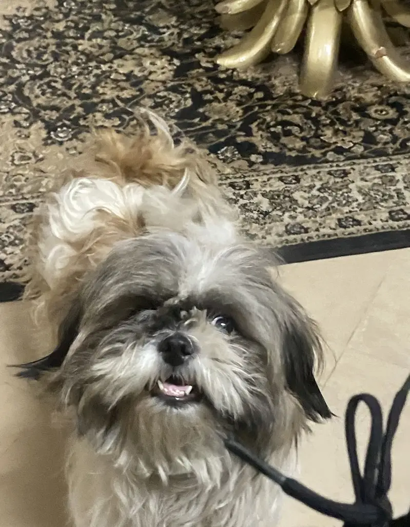 Shih Tzu Pedigree — photo 3