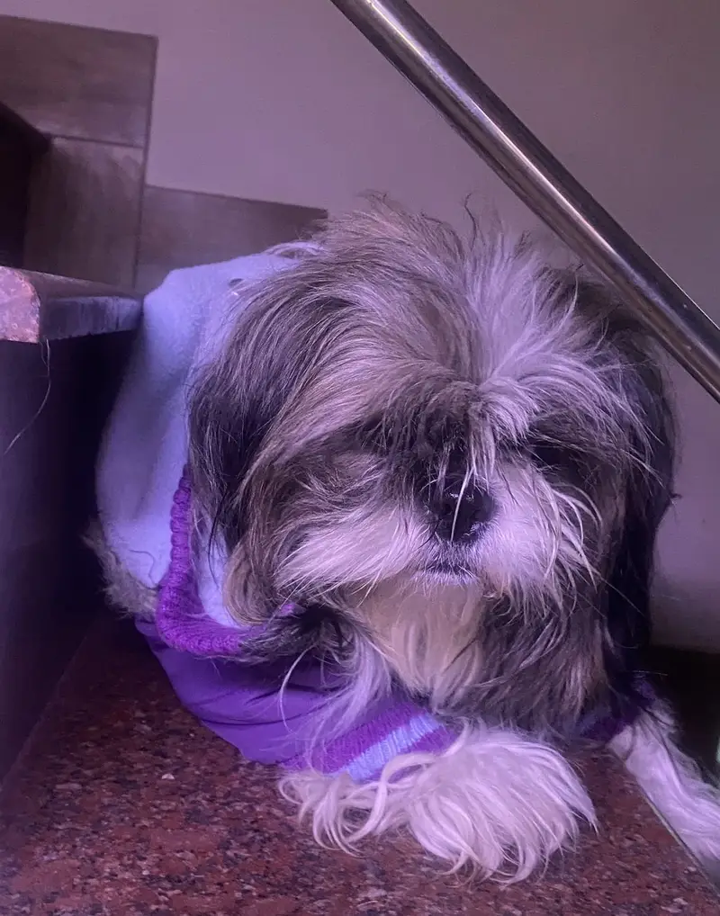 Shih Tzu Pedigree — photo 4