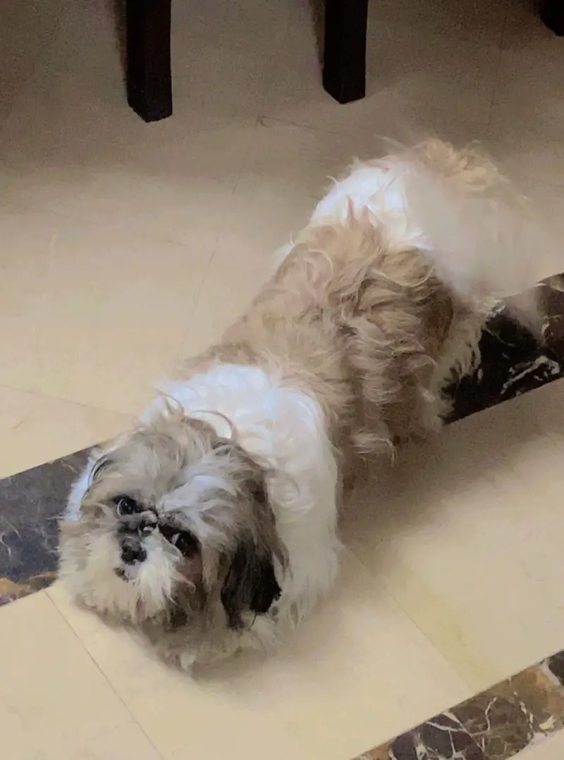 Shih Tzu Pedigree — photo 5