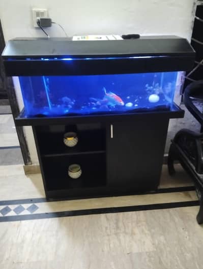 Aquarium with 5 fishes