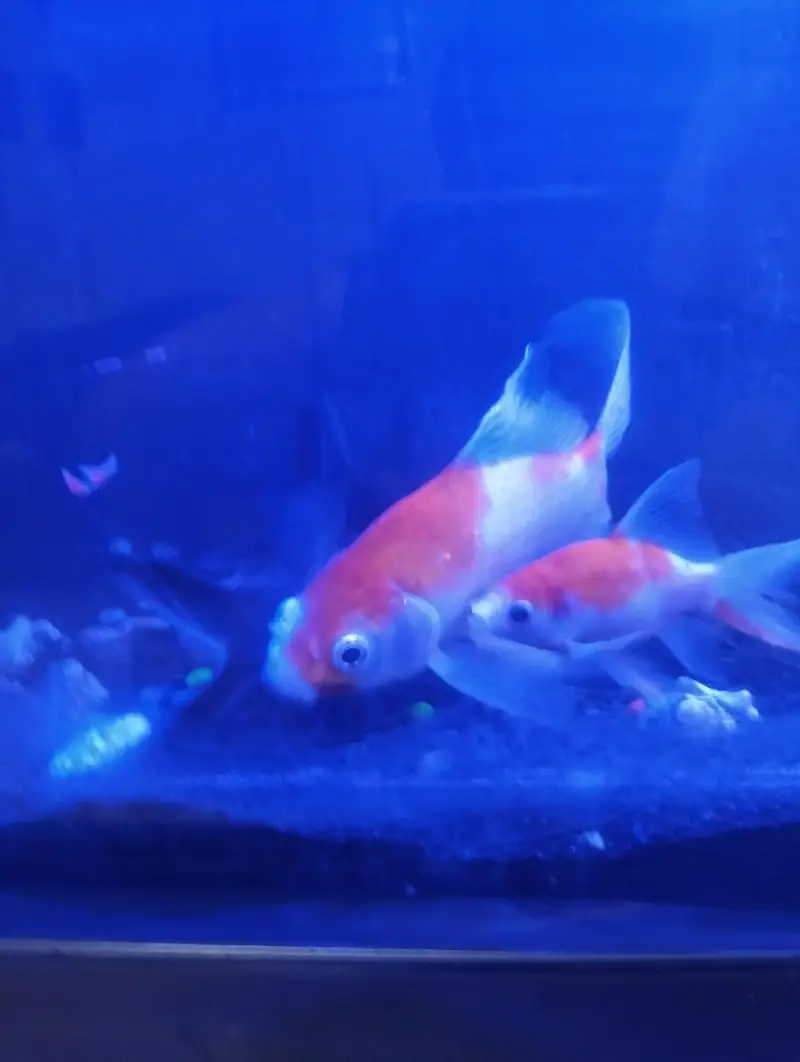 Aquarium with 5 fishes — photo 2