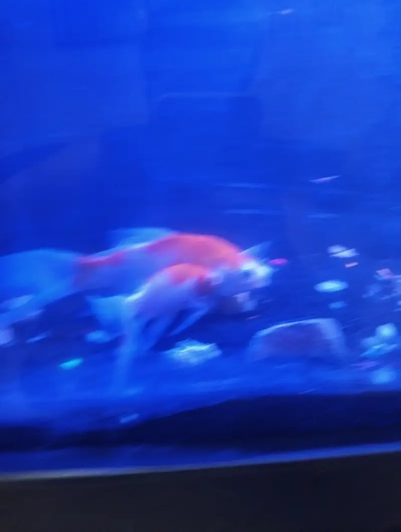 Aquarium with 5 fishes — photo 3