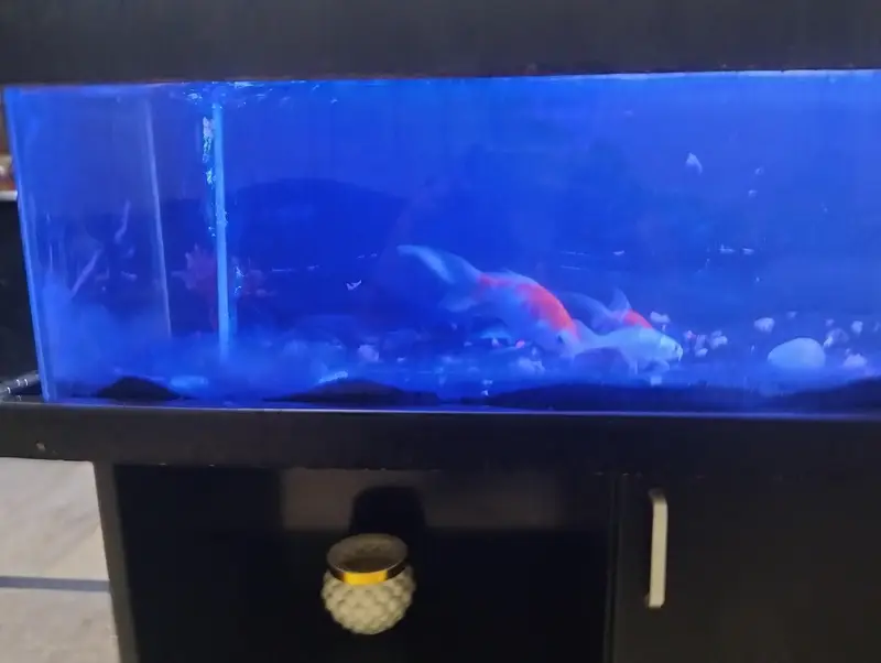 Aquarium with 5 fishes — photo 4