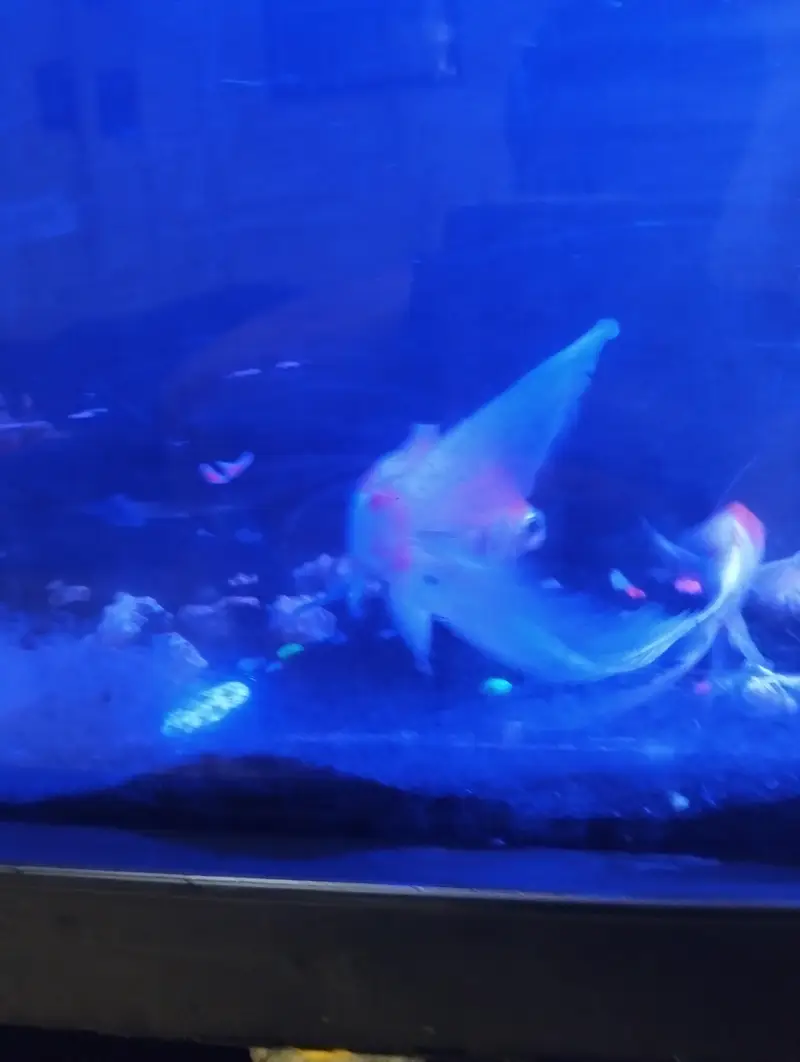 Aquarium with 5 fishes — photo 5