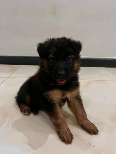 German shepherd puppies | long coat | pure breed