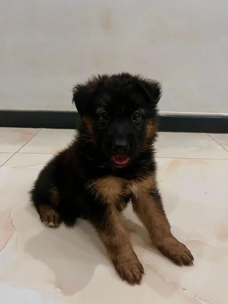 German shepherd puppies | long coat | pure breed