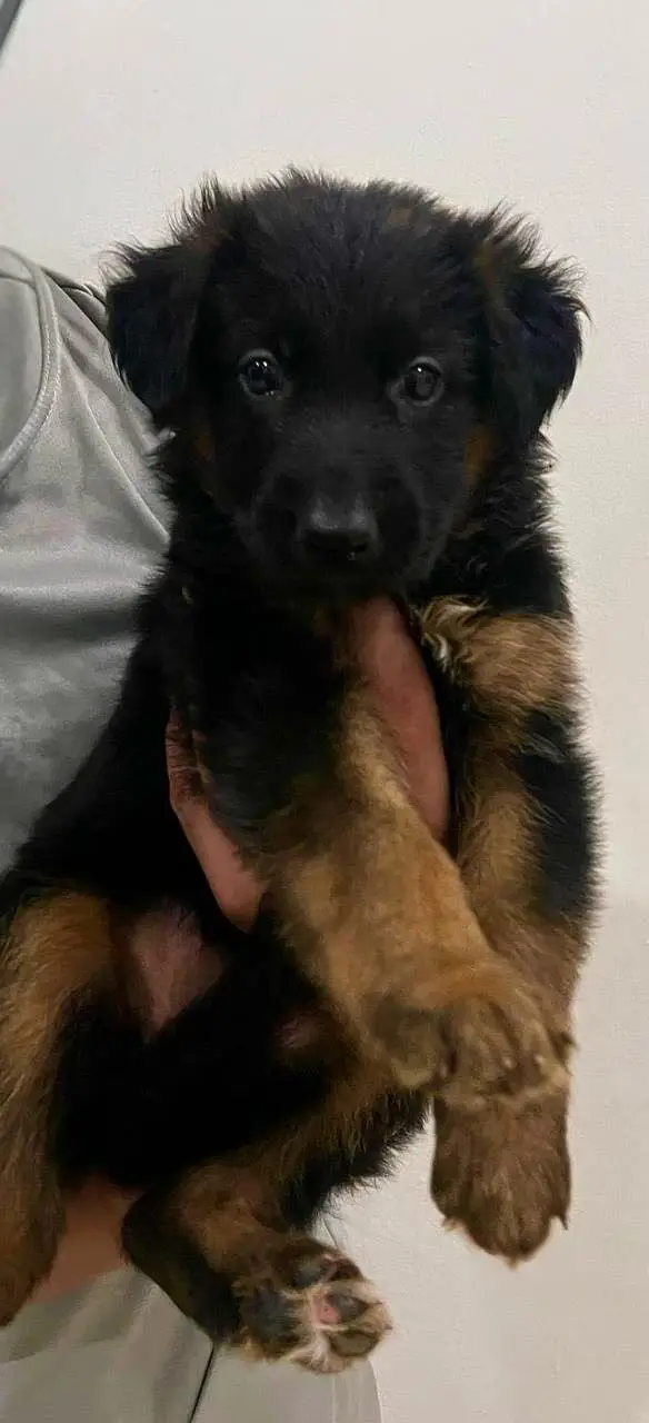 German shepherd puppies | long coat | pure breed — photo 2
