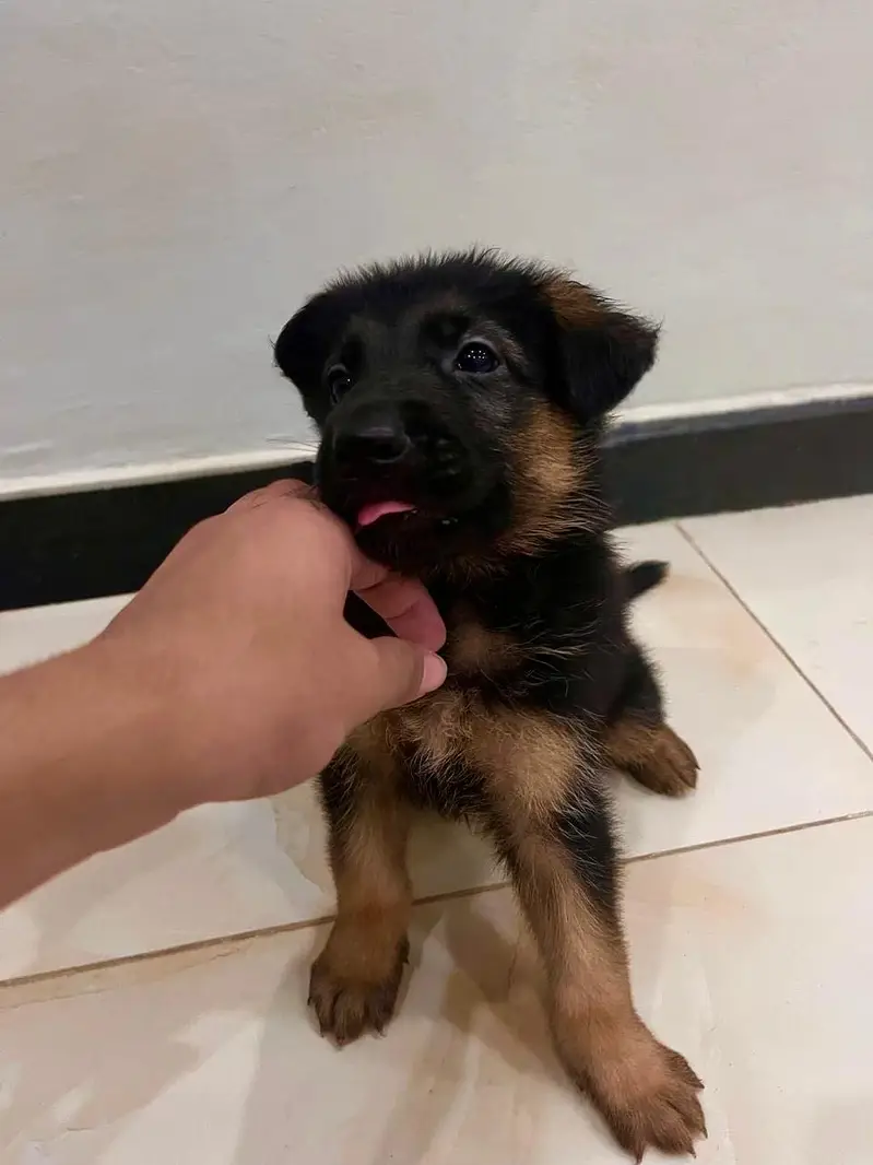 German shepherd puppies | long coat | pure breed — photo 3