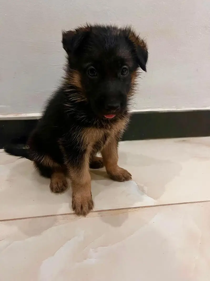 German shepherd puppies | long coat | pure breed — photo 4