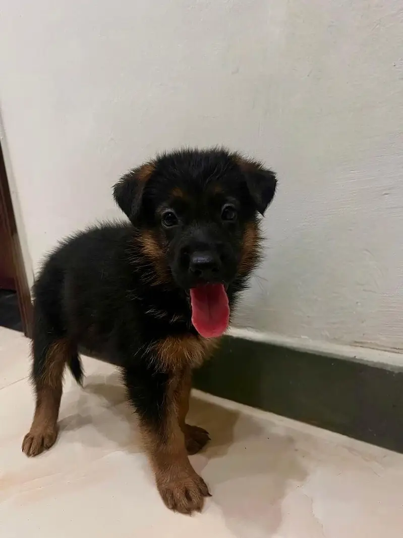 German shepherd puppies | long coat | pure breed — photo 5