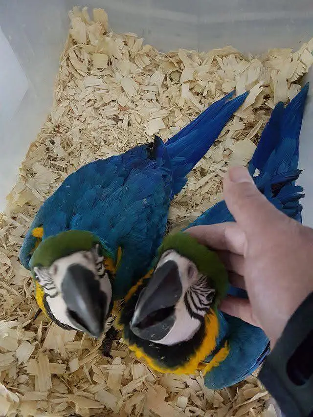 blue macaw parrot chicks for sale (03297106709) — photo 3