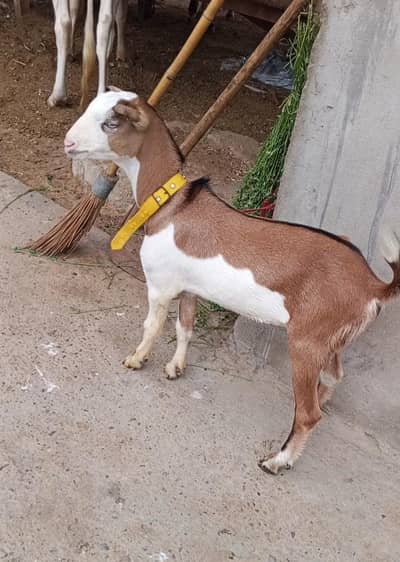 1 Bakra 3 females with 1 kid