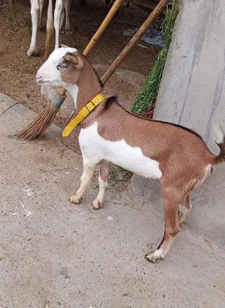 1 Bakra 3 females with 1 kid — photo 2