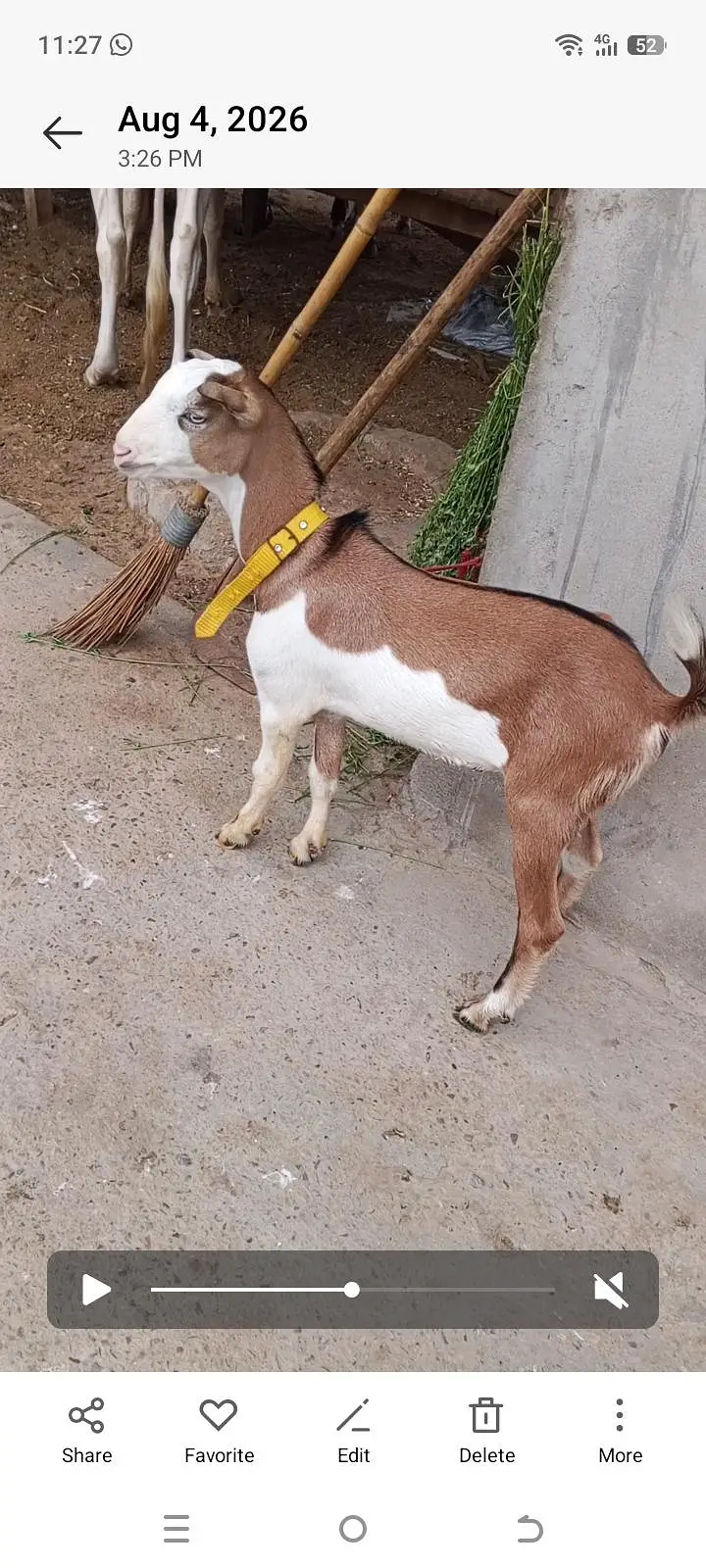 1 Bakra 3 females with 1 kid — photo 3