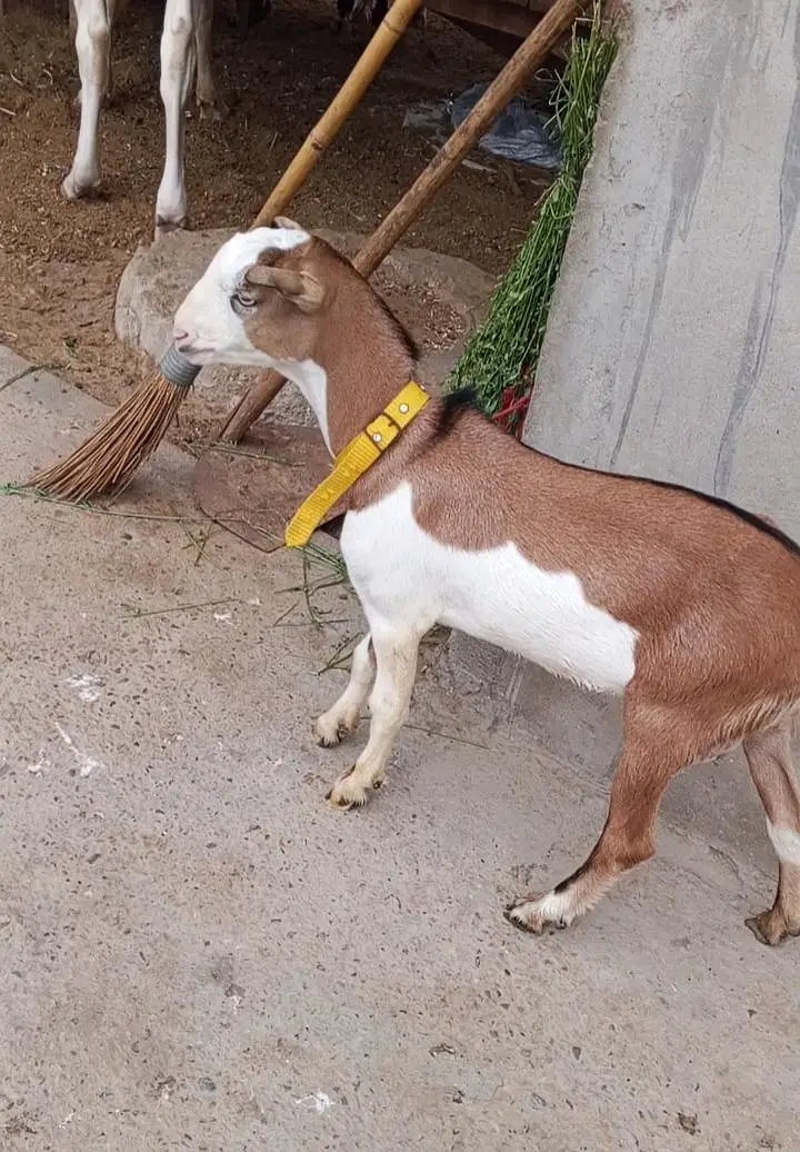 1 Bakra 3 females with 1 kid — photo 4