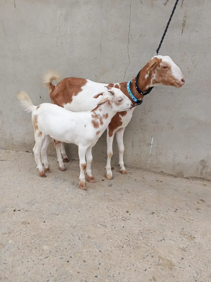 1 Bakra 3 females with 1 kid — photo 5
