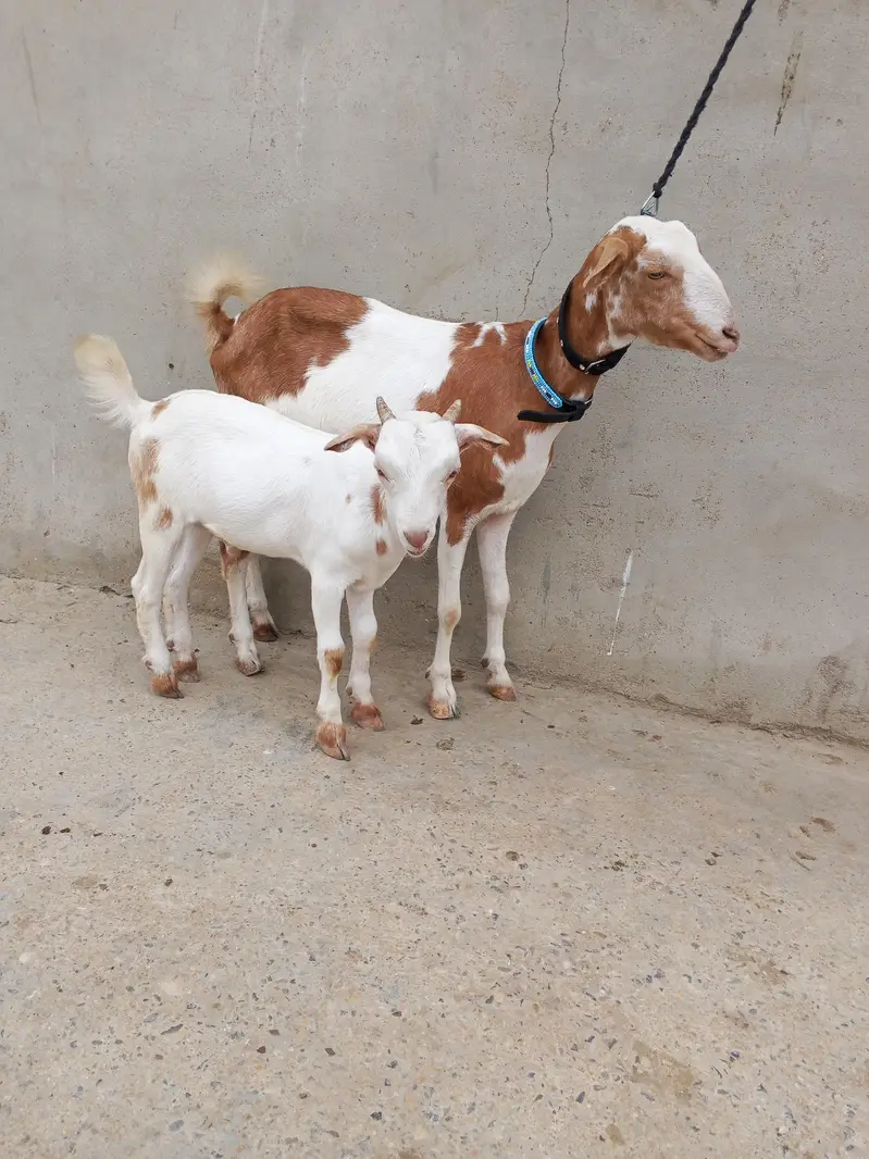 1 Bakra 3 females with 1 kid — photo 6