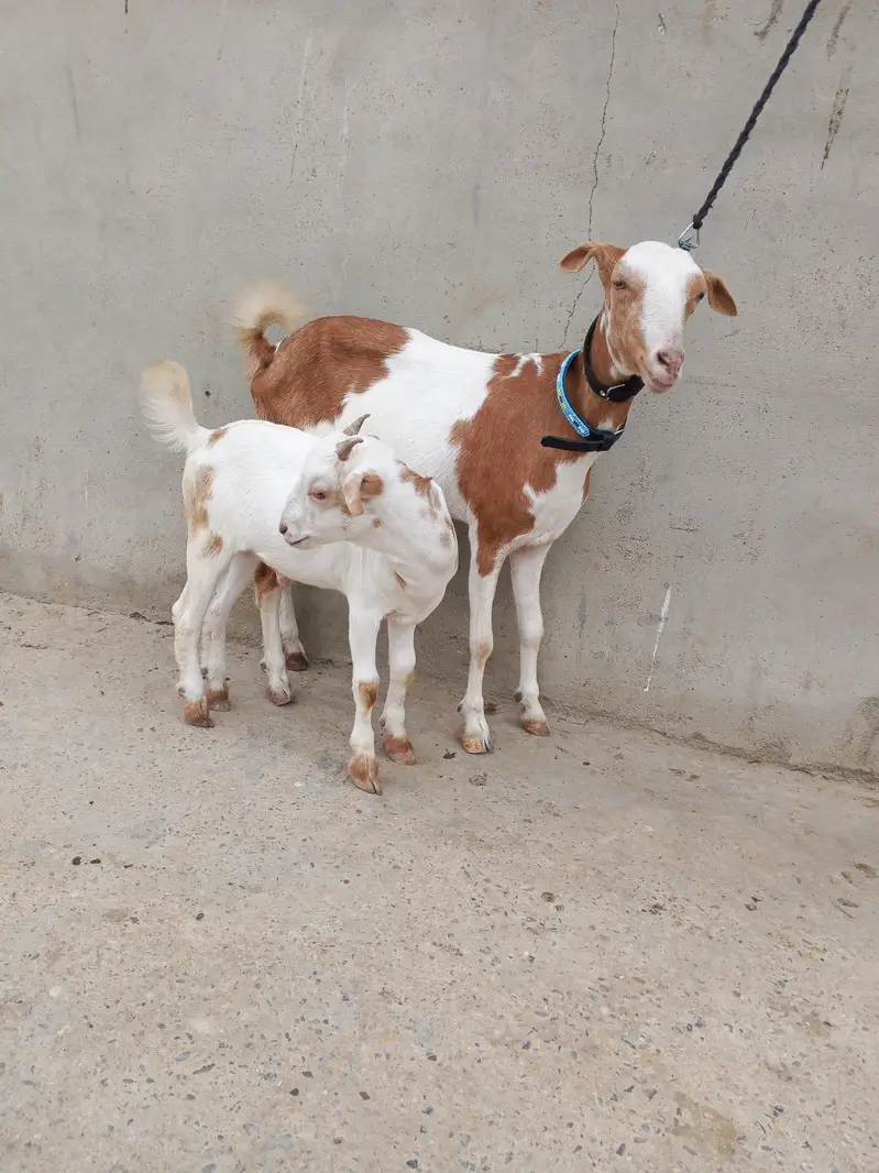 1 Bakra 3 females with 1 kid — photo 7