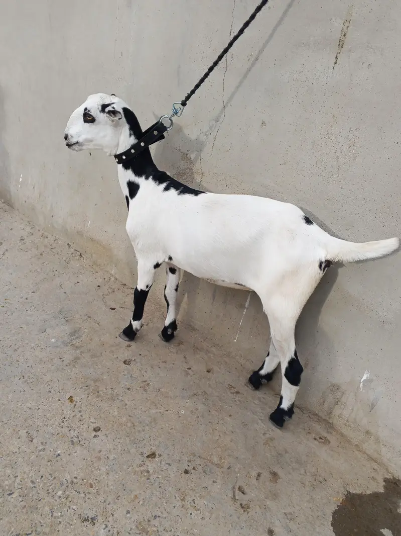 1 Bakra 3 females with 1 kid — photo 8