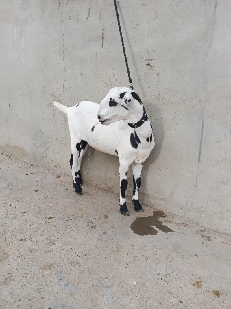 1 Bakra 3 females with 1 kid — photo 9