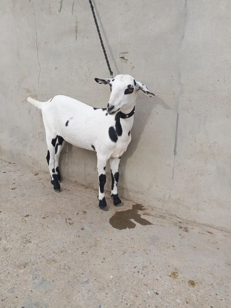 1 Bakra 3 females with 1 kid — photo 10
